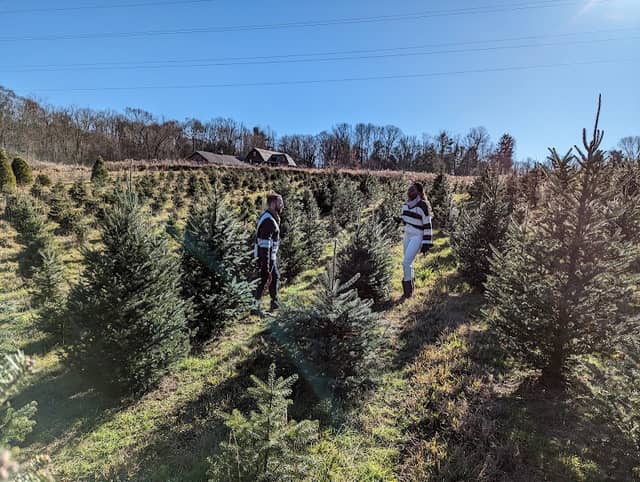 Windy Hill Tree Farm - Image 1