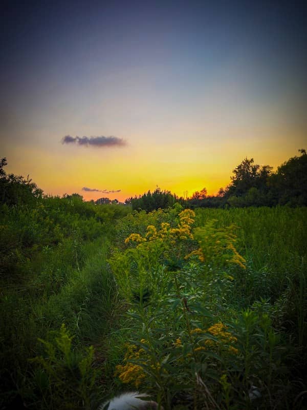 Savage Fen Scientific and Natural Area - Image 1