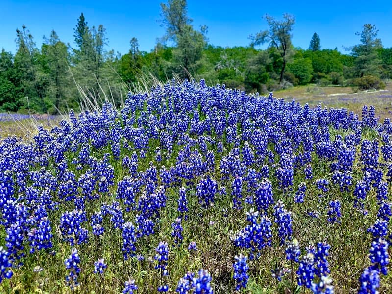 Wildflower Ridge preserve - Bear Yuba Land Trust - Image 3