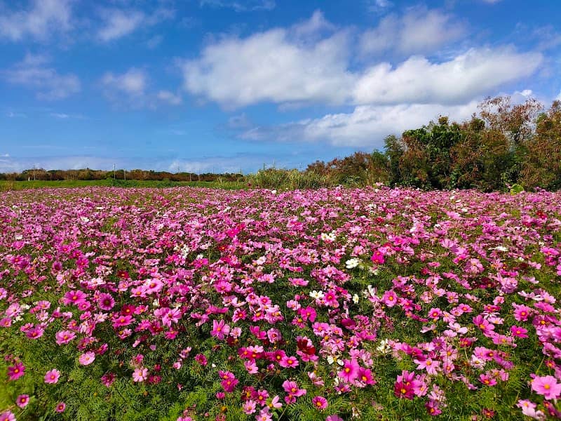 Yomitan Cosmos Flower Field - Image 2