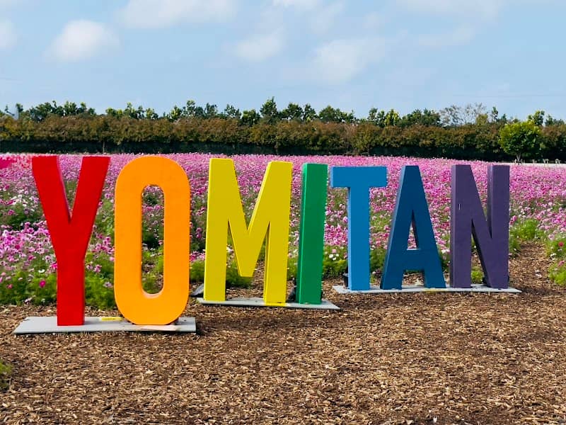 Yomitan Cosmos Flower Field - Image 1