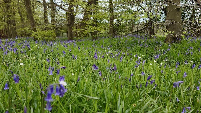 Dadford Woods - Image 2