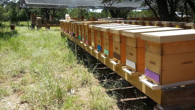 DreamWorks Bees - Image 1