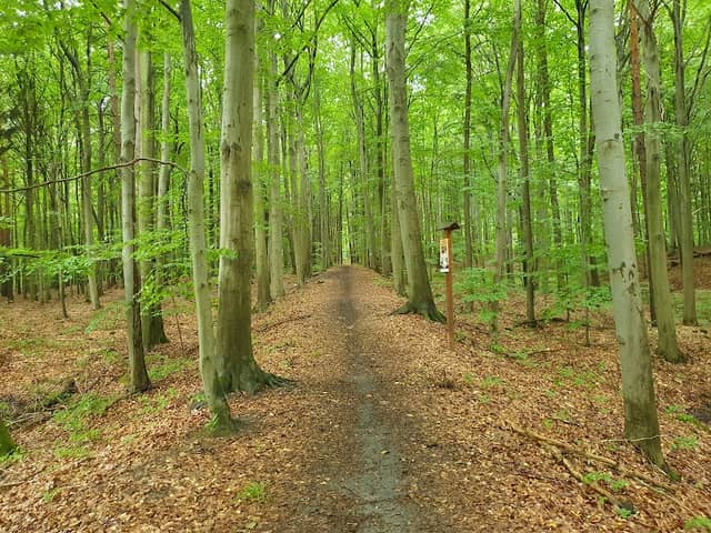 Green Forest - Image 1