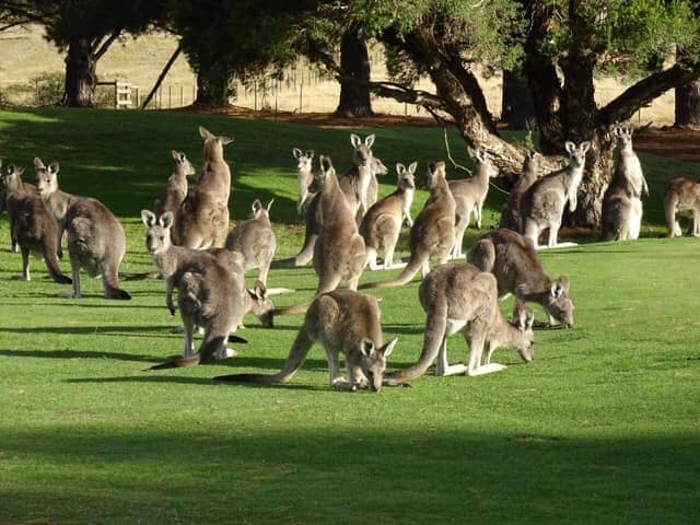 KANGA TOURS - KANGAROO SIGHTSEEING TOURS MELBOURNE - Image 1