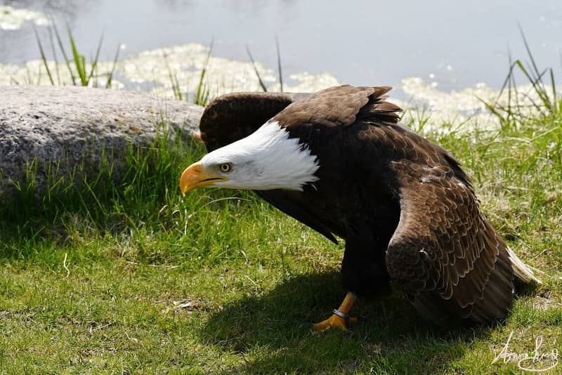 Canadian Raptor Conservancy Inc - Image 1