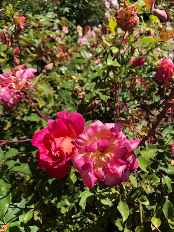 Heritage Rose Garden - Image 1