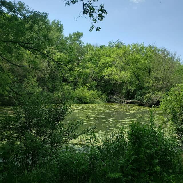 Morgan Creek Arboretum - Image 2