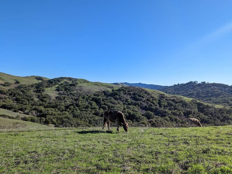 Wildcat Canyon Regional Park - Image 3
