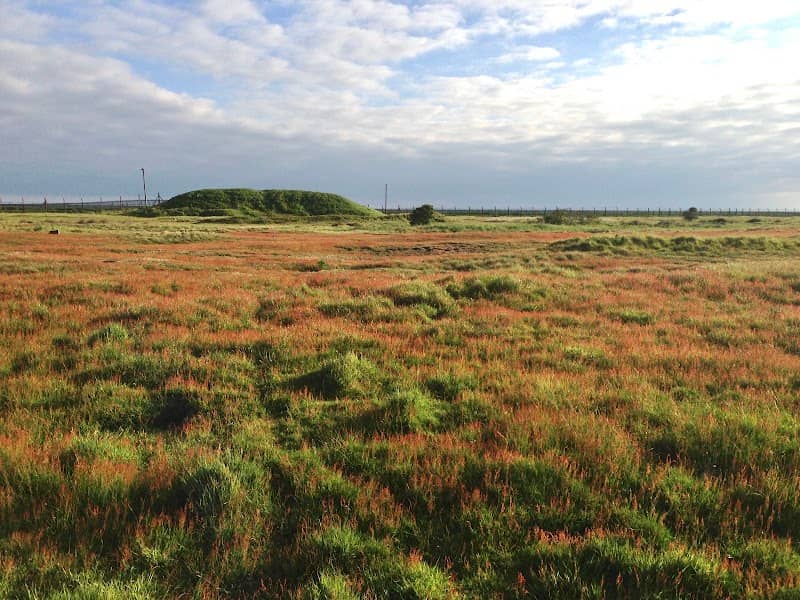 Shoebury Old Ranges Site of Special Scientific interest (SSSI) - Image 2