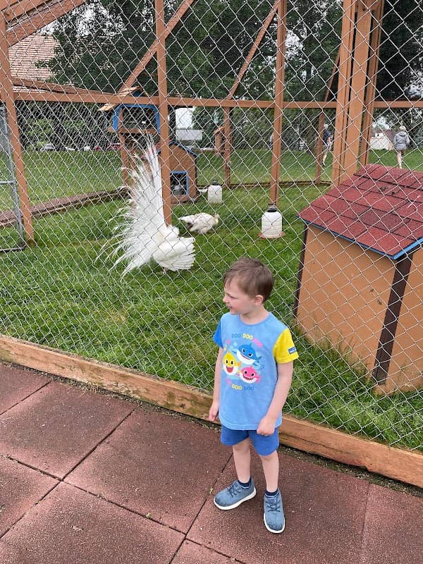 Peacocks - Image 1
