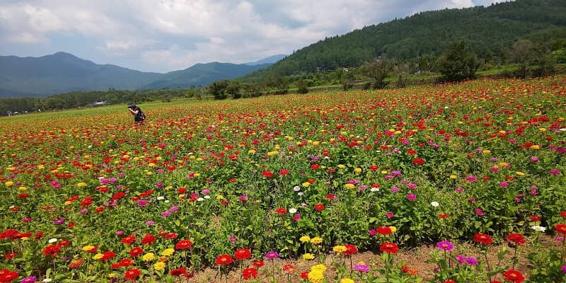 Hana-no-miyako Park Furara - Image 2