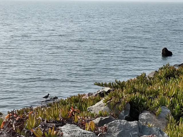 Emeryville Crescent State Marine Reserve - Image 1