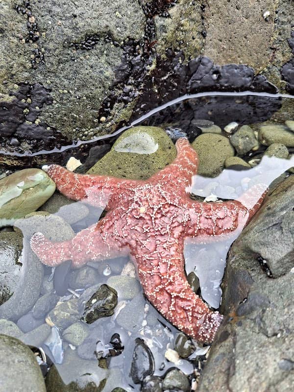 Battery Point Beach - Image 3