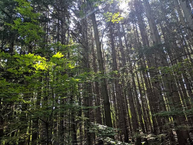 Finger Lakes Trail - Image 3