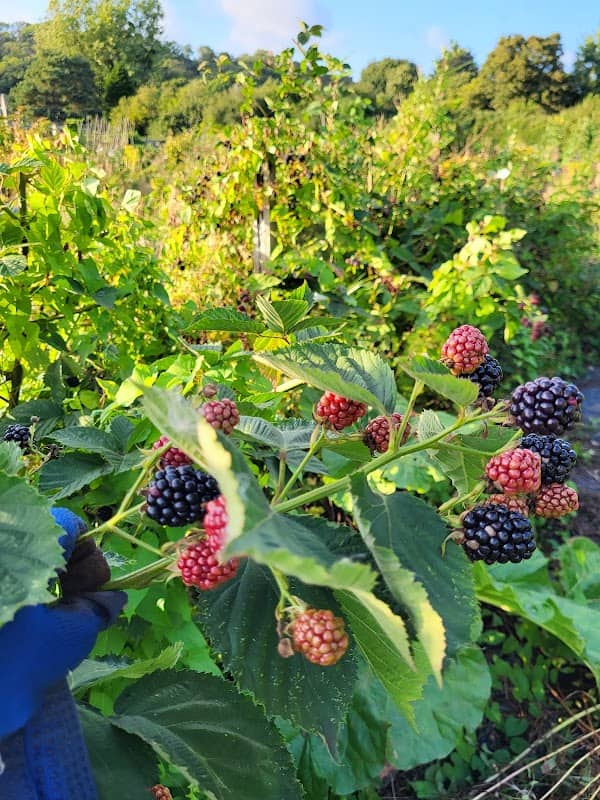 Congresbury Allotments - Image 1