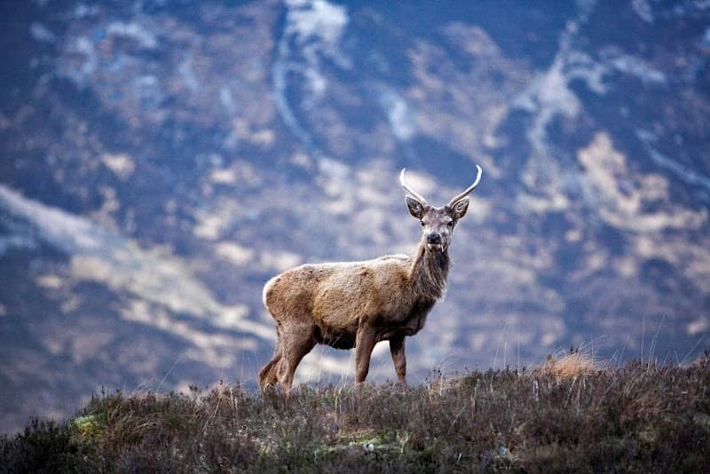 Wild Alba Tours - Image 3