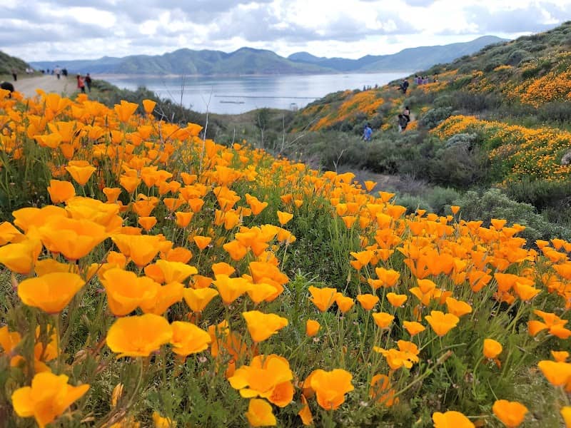 Wildflower Trail - Image 2