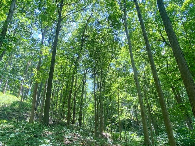 Moyer Gould Woods - Image 2