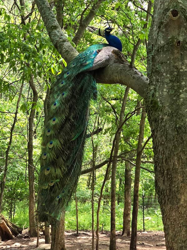 Treasure Trove Park - Image 1