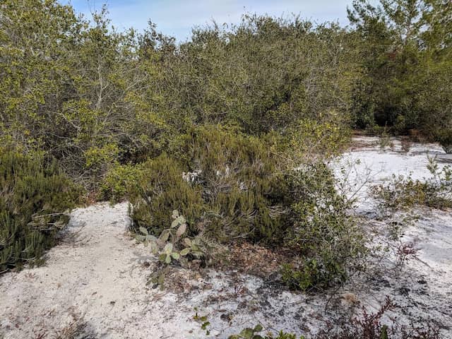 Lyonia Preserve - Image 2