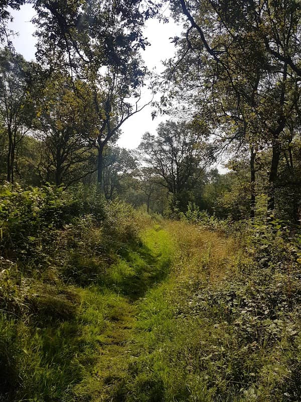 Grafton Wood Nature Reserve - Image 1