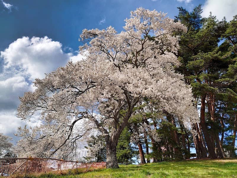 多賀城桜 - Image 1
