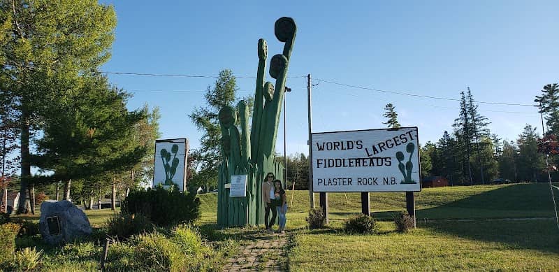 World's Largest Fiddleheads - Image 1