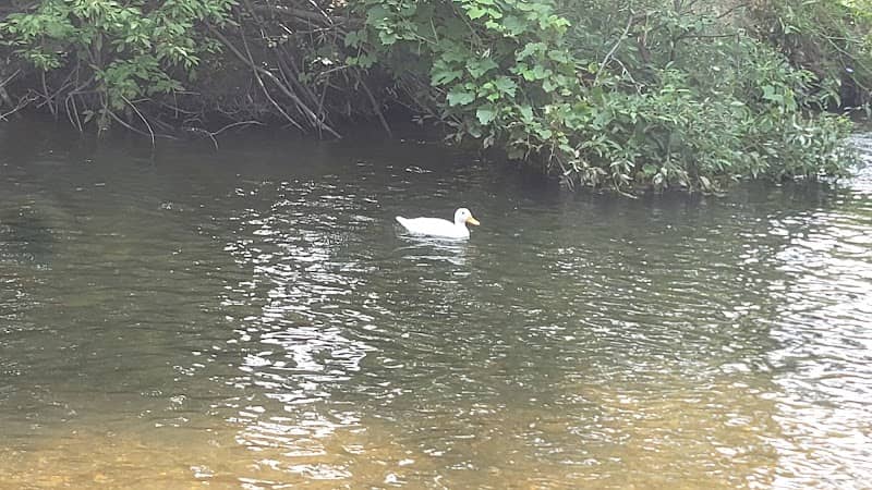 Rochester Creek - Image 1
