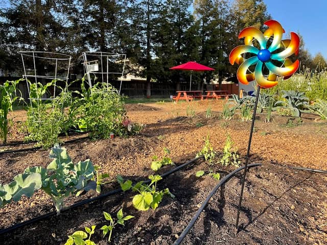 Turlock Community Gardens - Image 2