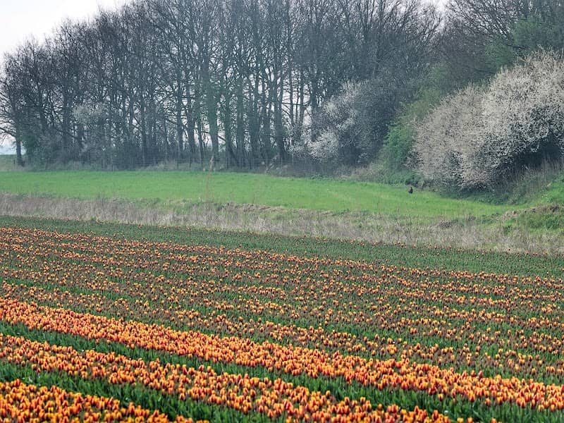 Sommelsdijk - Image 1