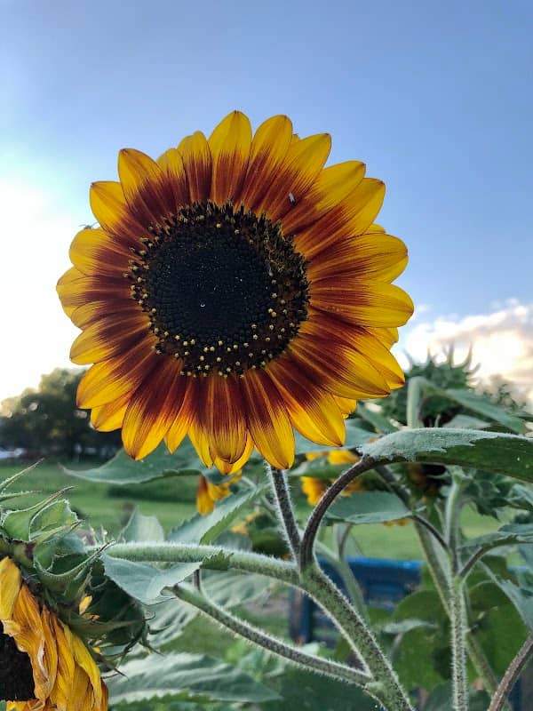 The Garden - Trenton MO - Image 2