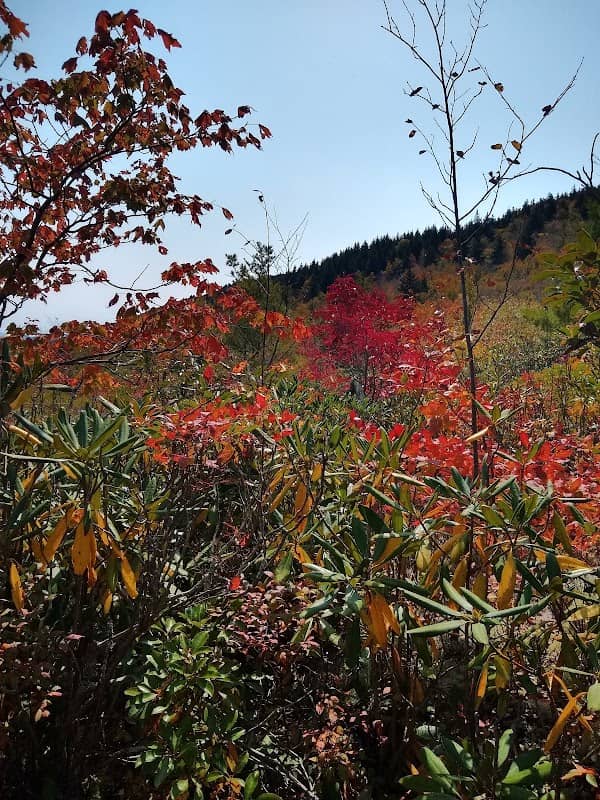 Unaka Mountain Wilderness Area - Image 3