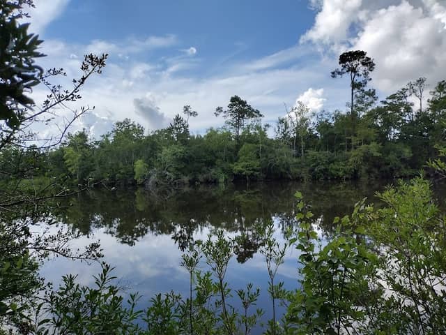 Bells Ferry Unit of the Wolf River Coastal Preserve - Image 1
