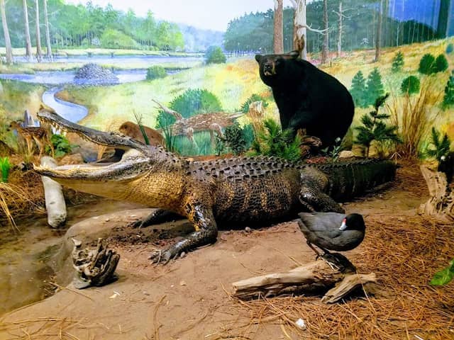 Museum of Coastal Carolina - Image 2