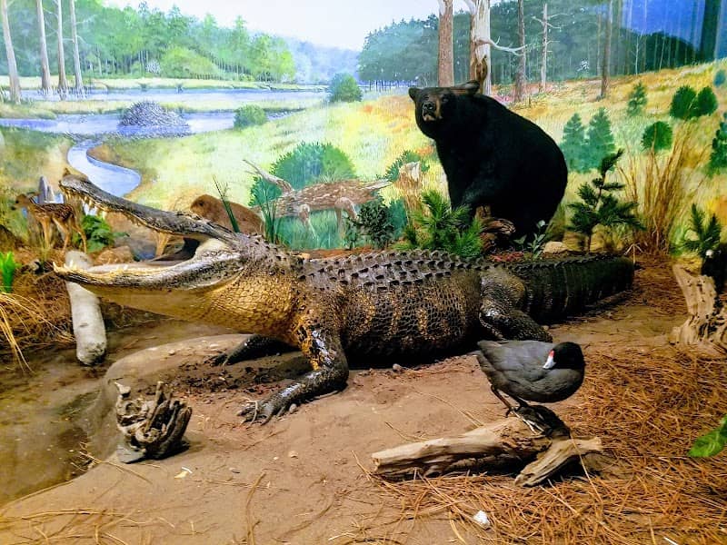 Museum of Coastal Carolina - Image 2