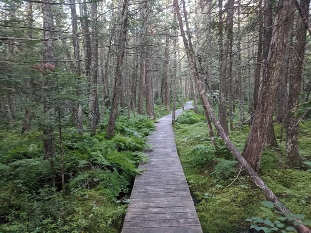 North Country Trail - Brule Bog Boardwalk - Image 1