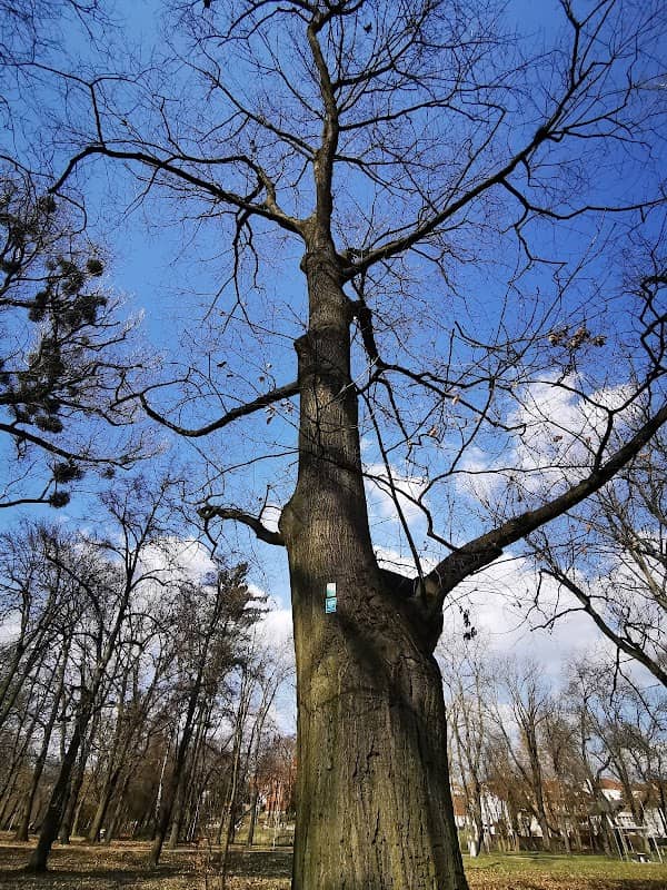 Pomnik przyrody Dąb czerwony - Image 1