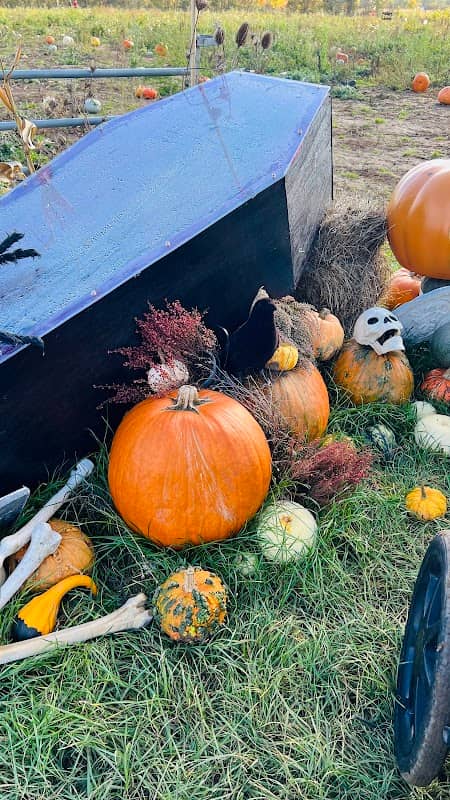 Oscar’s Pumpkin Patch - Image 1