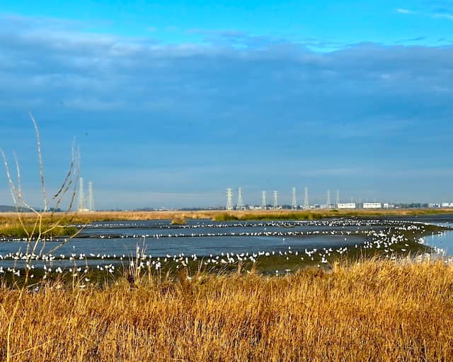 Coyote Lagoon at Don Edwards - Image 2