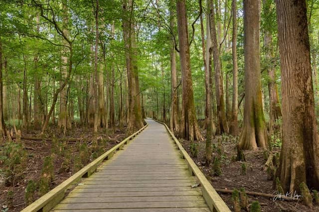 Congaree National Park - Image 3