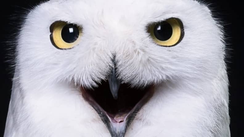 Owl Park San Vigilio - Zoological Park with Owls and Other Birds of Prey - Image 1