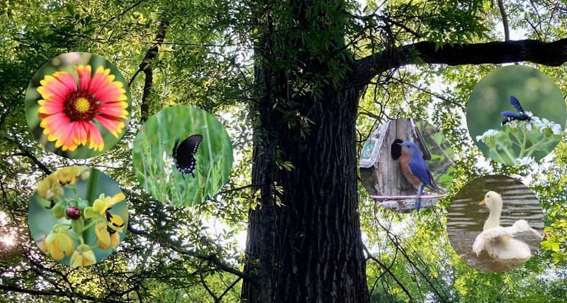 Spirit Tree Farms - Image 2