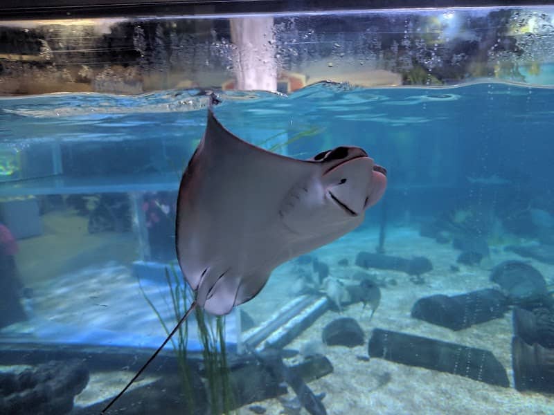 Layton Aquarium & Wildlife - Image 2