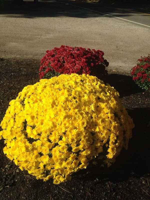 Mums & More - Image 1