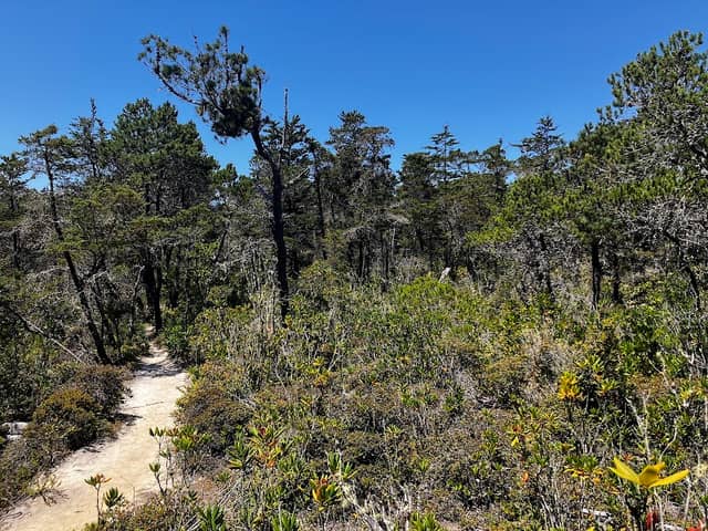 Jug Handle State Park - Pygmy Forest- Trail Destination - Image 1