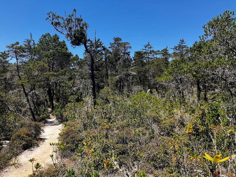 Jug Handle State Park - Pygmy Forest- Trail Destination - Image 1