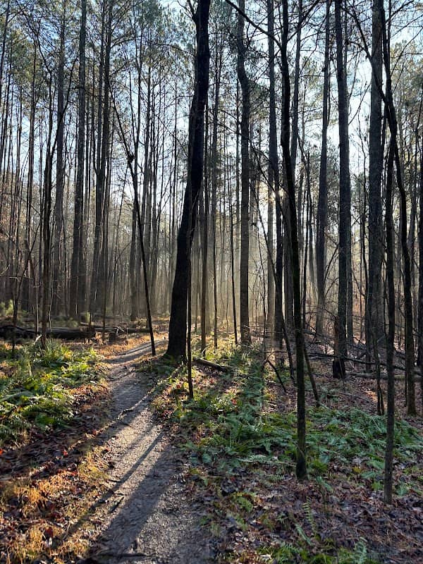 Carolina North Forest - Image 2