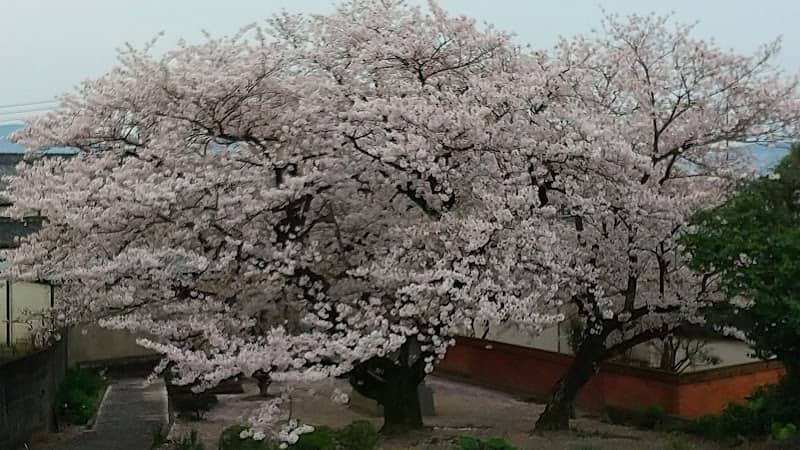 聖母宮のソメイヨシノ - Image 1