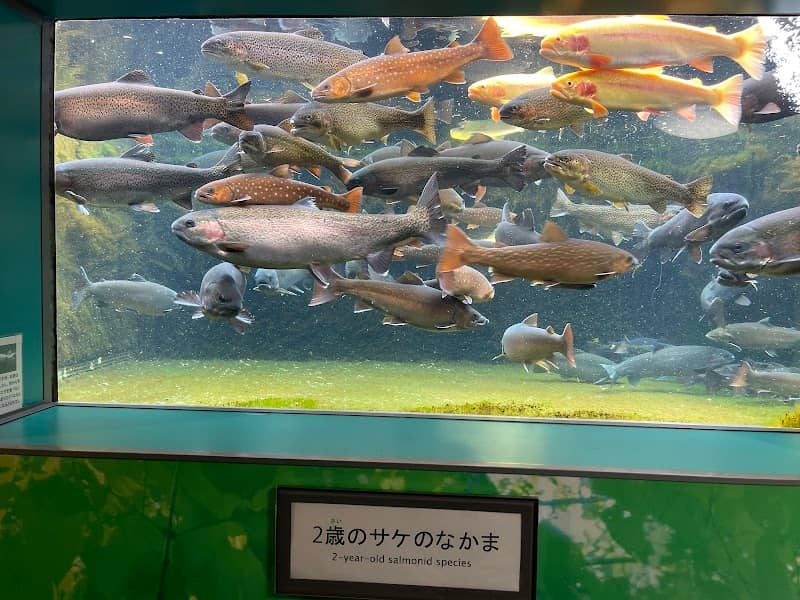 Sapporo Salmon Museum - Image 2
